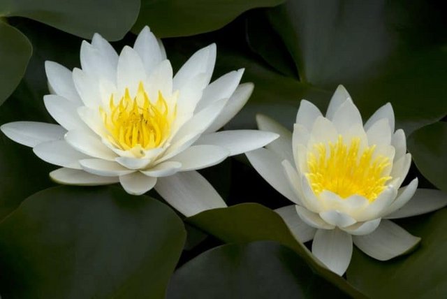 [Image: Dwarf-lilies-dwarf-water-lily-768x513.jpg]