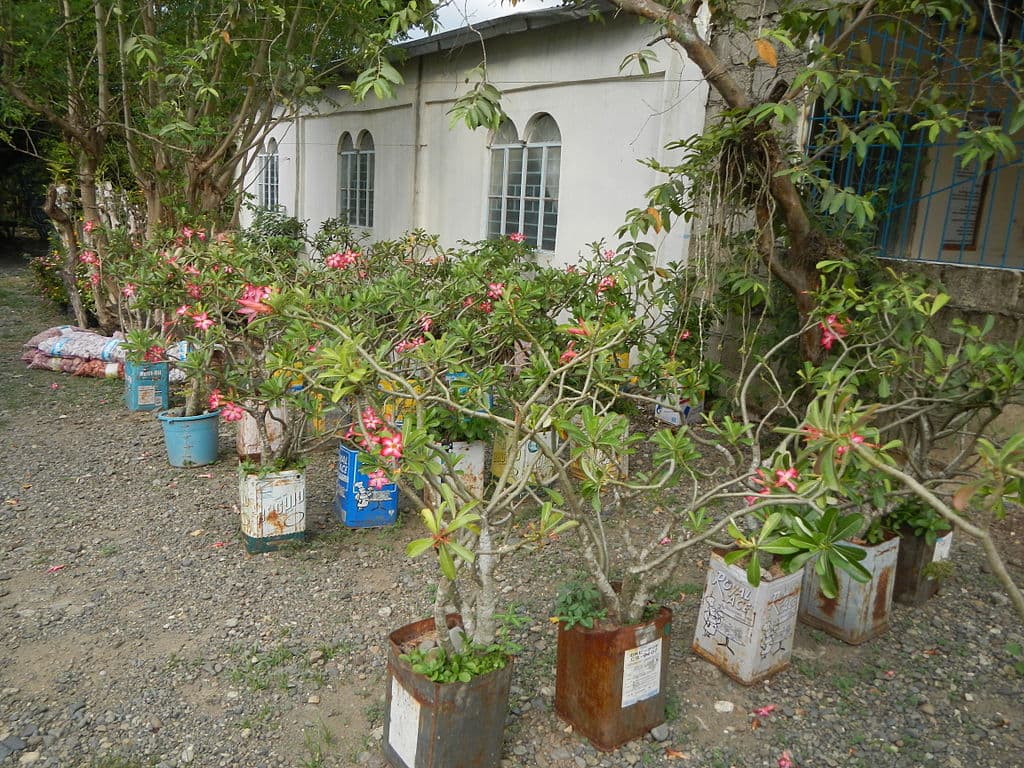 drainage-for-adenium-desert-rose