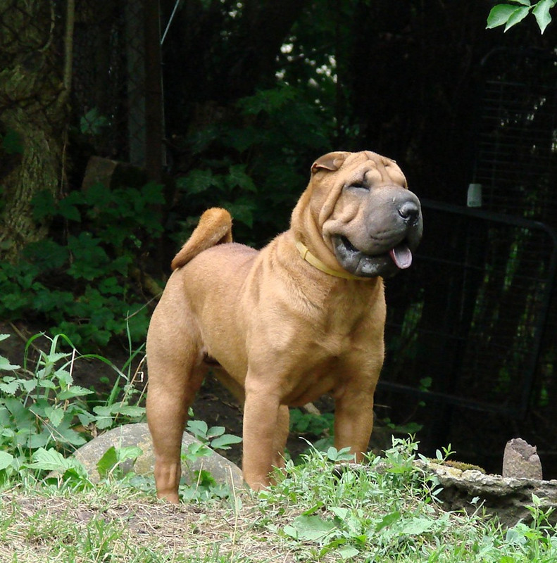 Несси в Польше