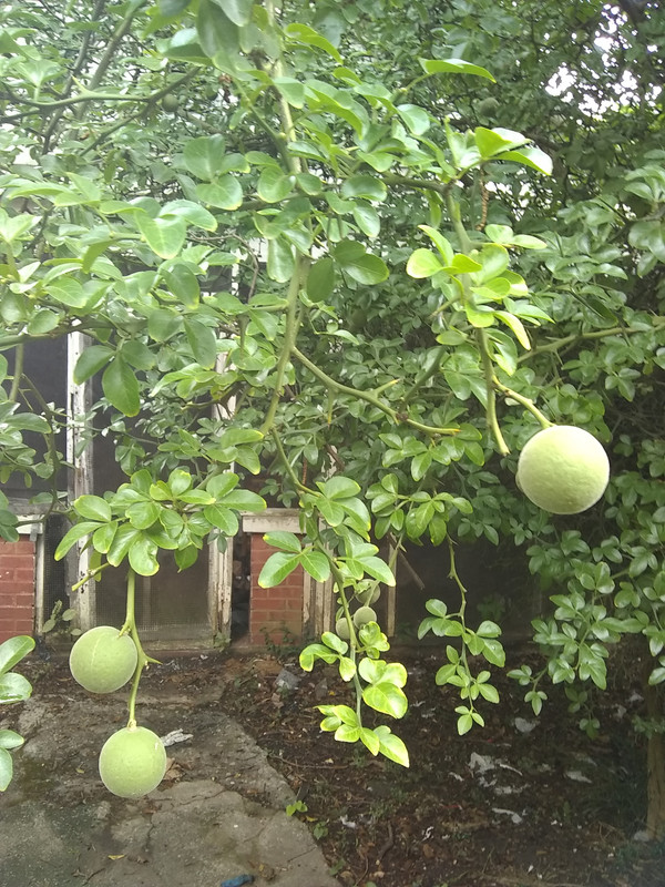 trifoliata