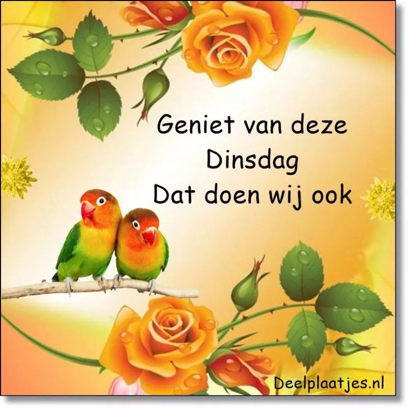 Dinsdag