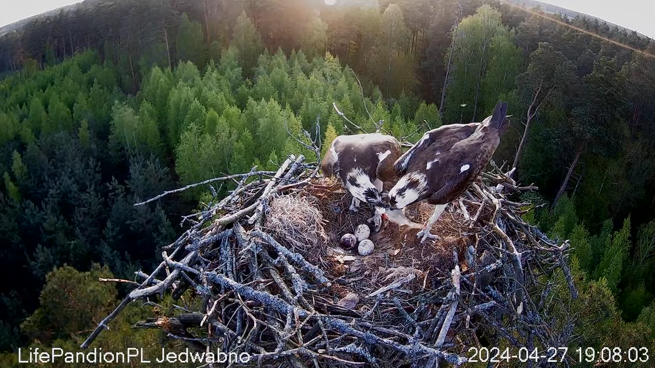 Zivjērgļi tiešsaistē Napiwodzko-Ramucka mežā 12-39-25 screenshot