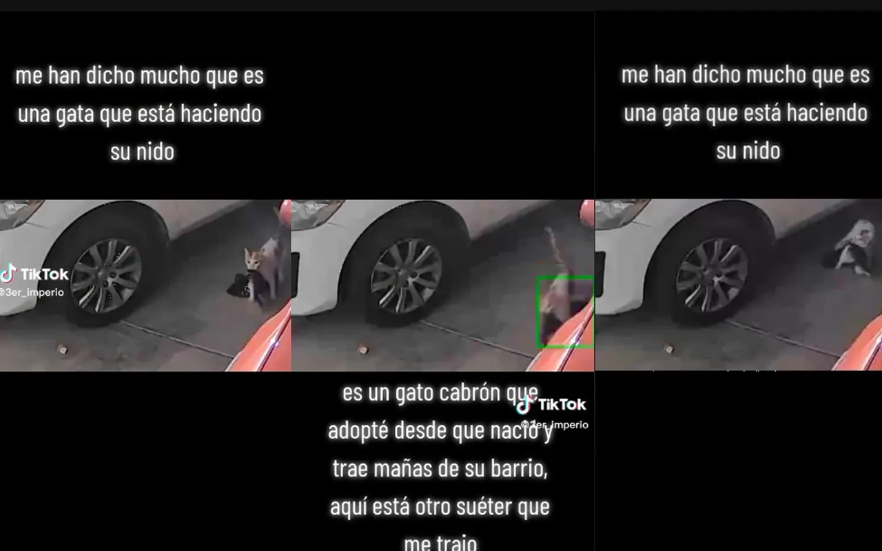 Gato causó sospechas de infidelidad, cuando llevó ropa de mujer a casa