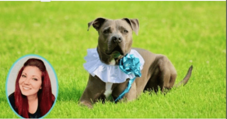 Dog Training Tricks: Trick Training, Dog Games & Dog Paw Art