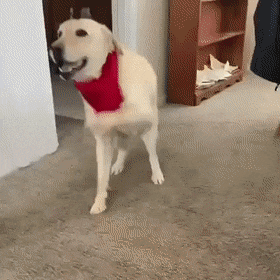 daily-gifdump-3356-18.gif