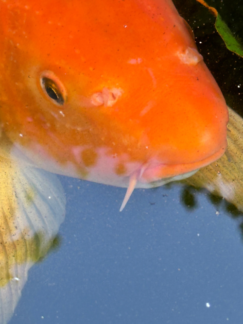 koi, garden, iphone