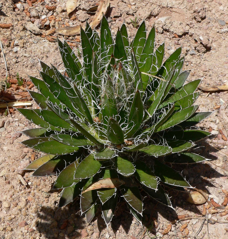 Black Widow Plant