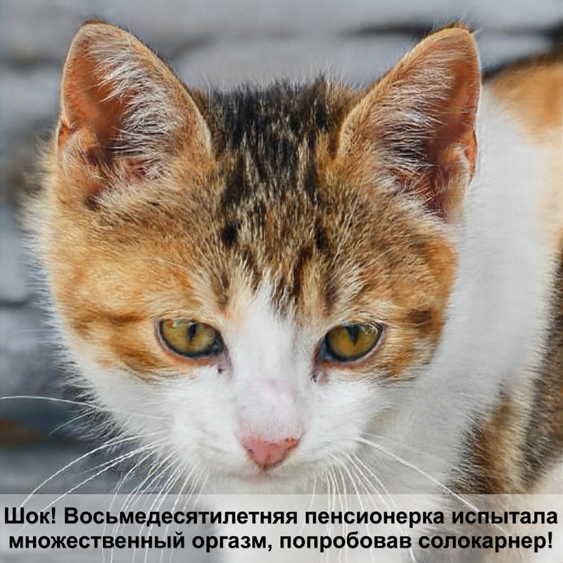 шотландская порода кошек шерсть