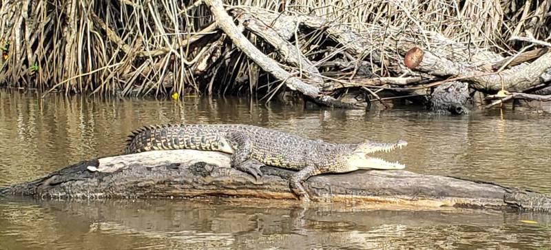 Crocodile 2