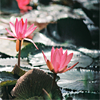 Icons-Neu-179