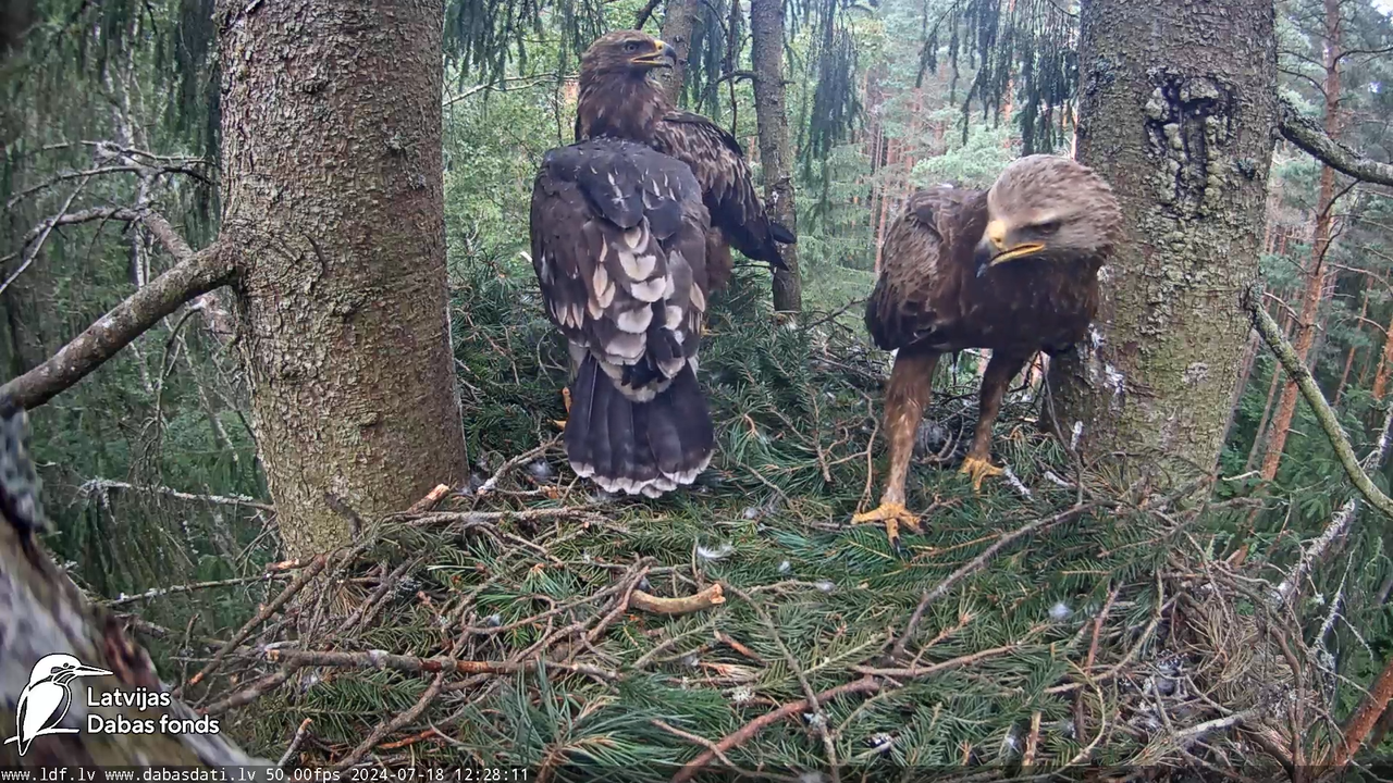 Mazais ērglis (Clanga pomarina), ligzda eglē __ Lesser spotted eagle in spruce, Zemgale, Latvia 13-4