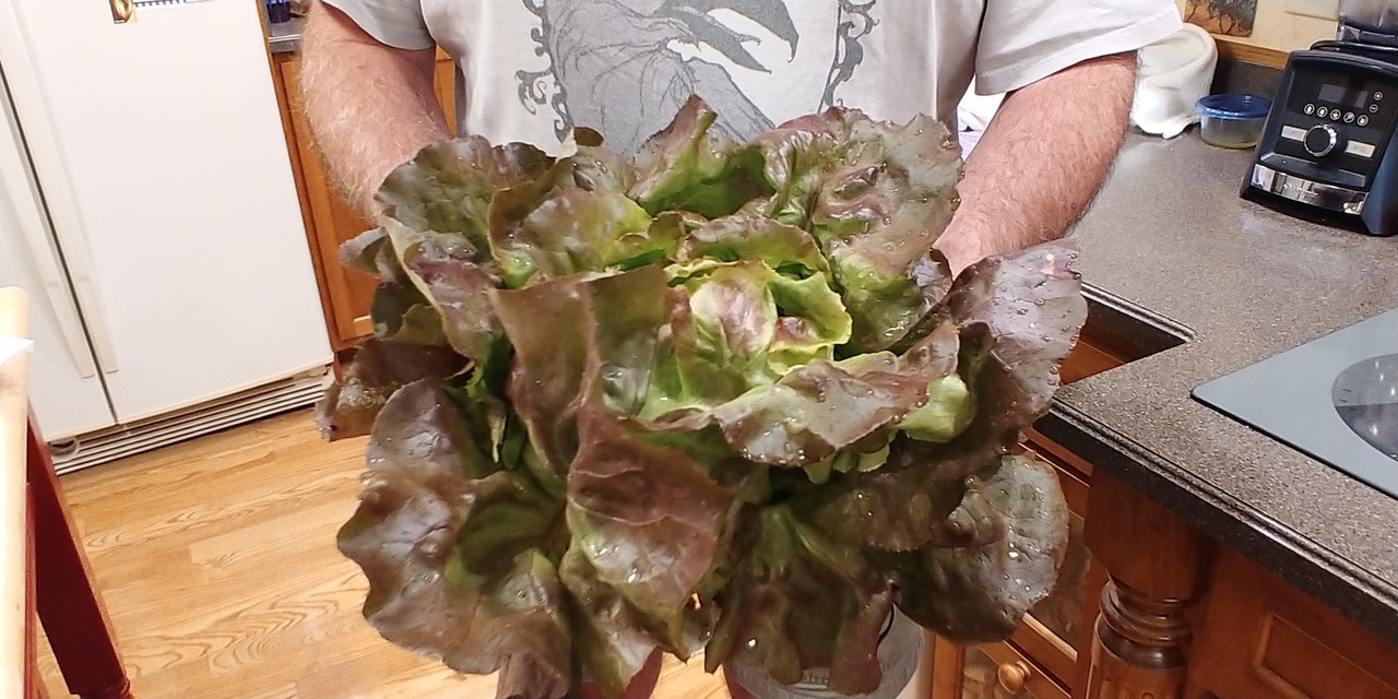 [Image: Red-Lettuce-6-14-2022-2.jpg]