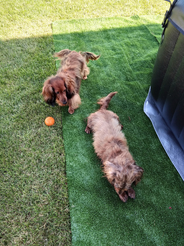 [Image: IMG-20230704-185649.jpg]