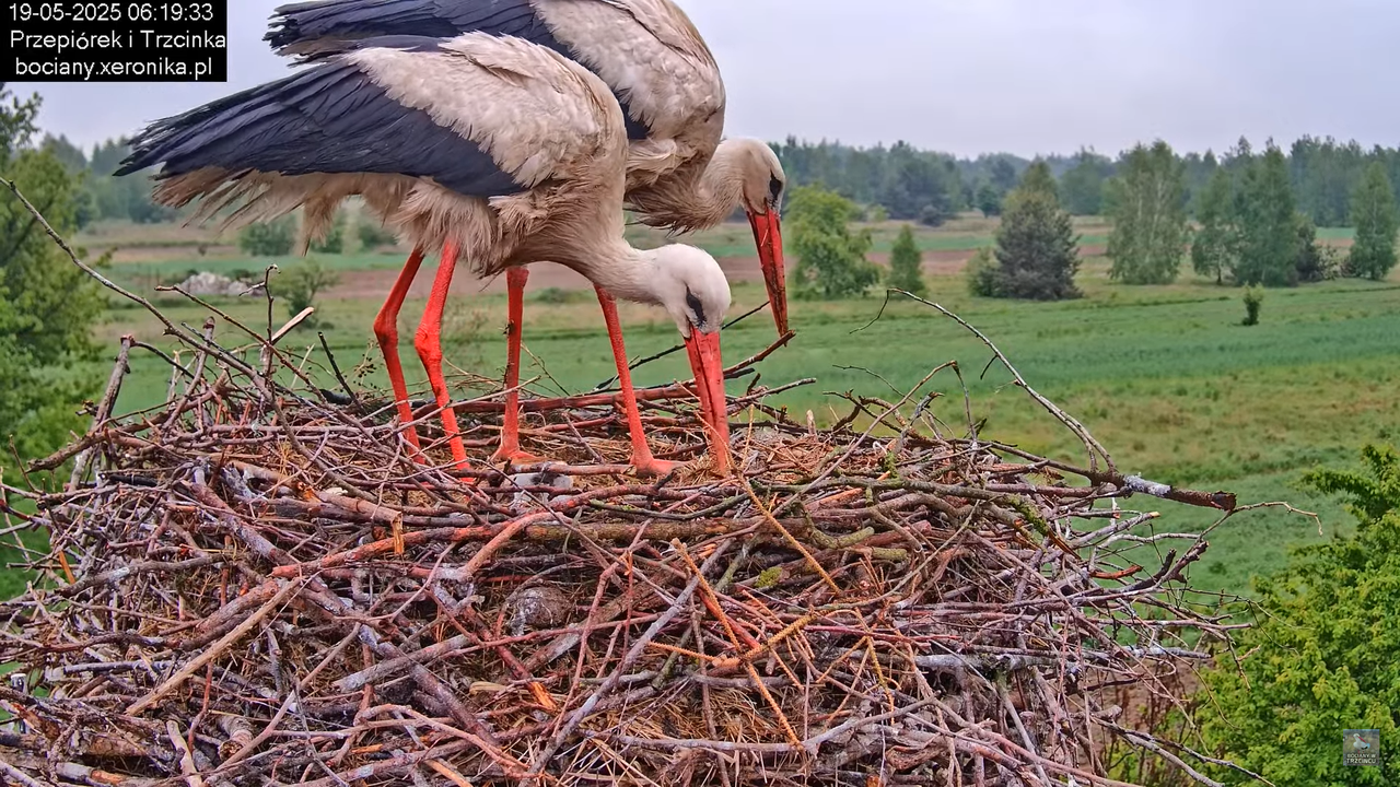 19052025bociany6