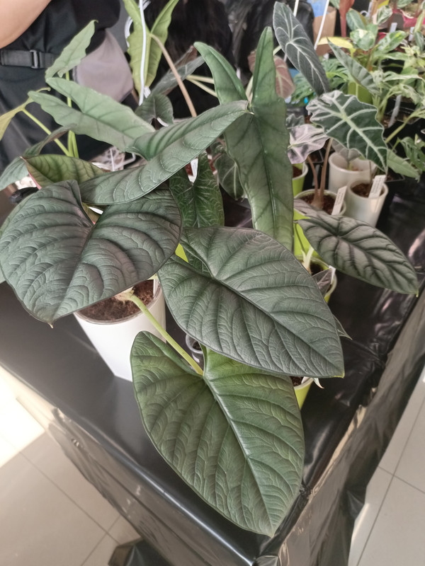 IMG_20250301_110754_285