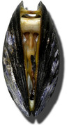 Moules-Miesmuscheln-mussel3.jpg