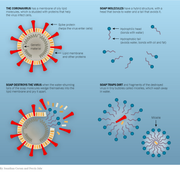How soap works against coronavirus
