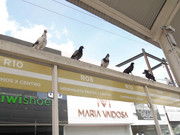 45.7.daylight bystanders VII