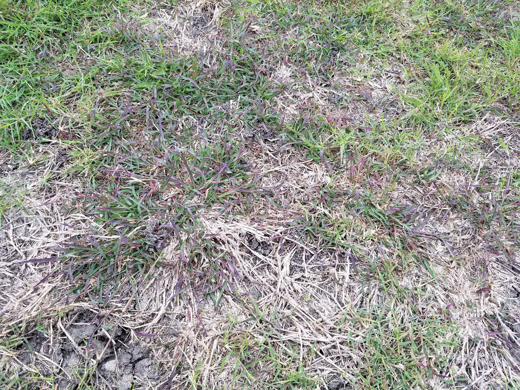 Killing Invincible ̶C̶r̶a̶b̶g̶r̶a̶s̶s̶ KR Bluestem | Lawn Care Forum