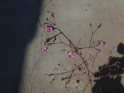 4.3.itty bitty orchids III