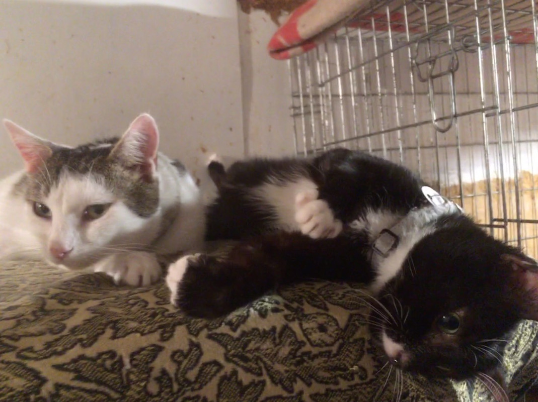 Митька и Оливер