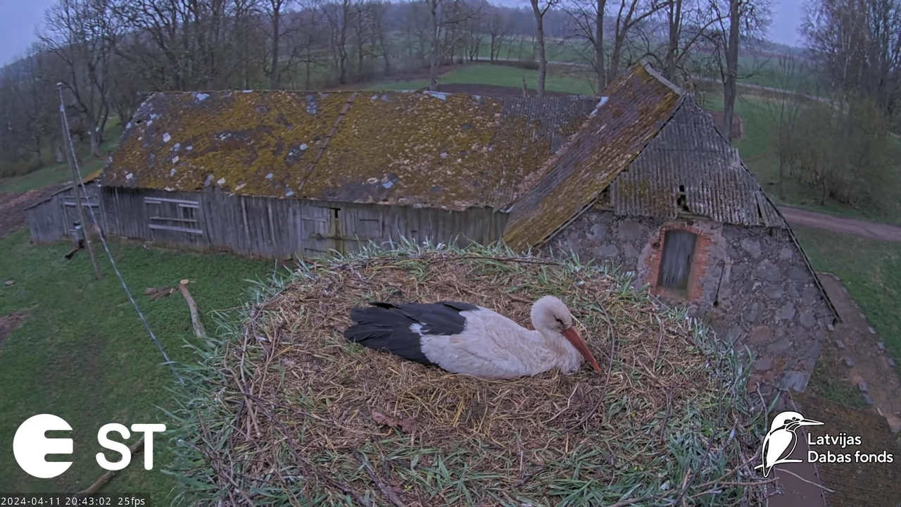 Baltie stārķi (Ciconia ciconia) Tukuma novadā - LDF tiešraide __ White storks in Tukums, Latvia 13-6