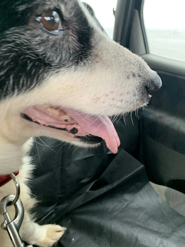 Old REl face nearest