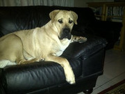 Tino-Pillay