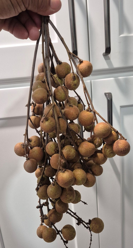 Longan (Brad) pic3