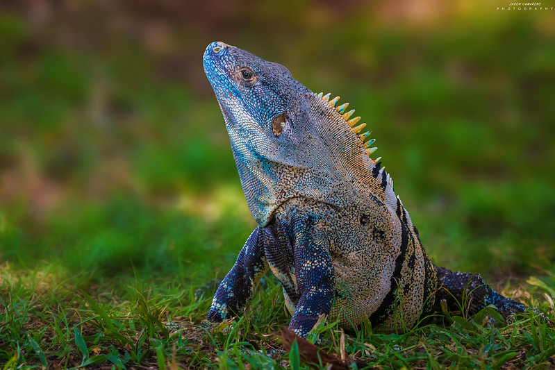 blue-garrabo.jpg
