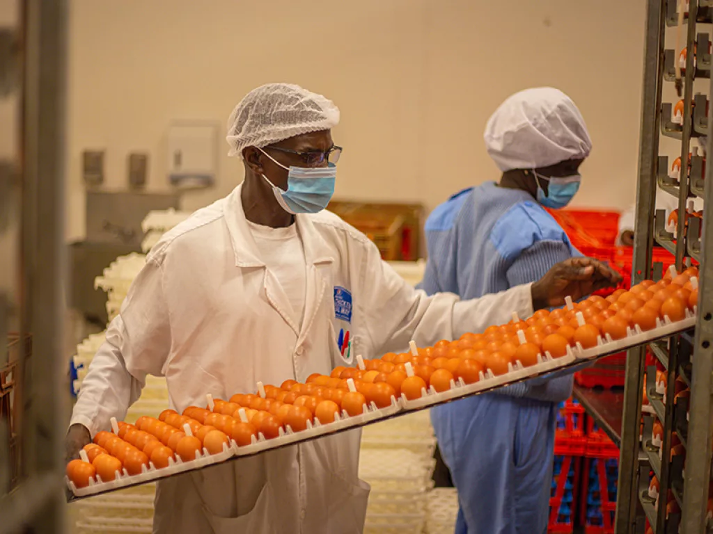 Fertile hatching eggs for incubation from Isinya Eggs Farm