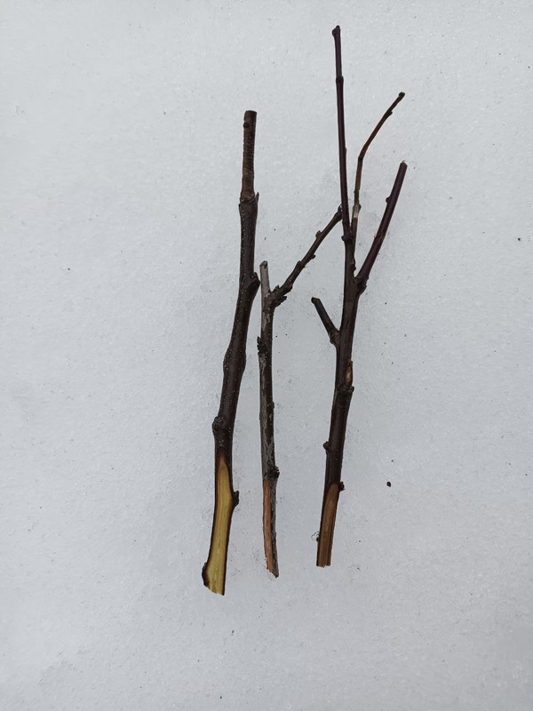 photo_2024-03-17_13-21-46 (3)