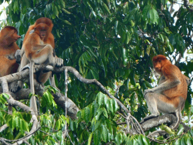 Indonesia 2023 (Borneo - Bali - Gili) - Blogs de Indonesia - --DÍA 5 (21 junio): Tercer y último día en Borneo (1)