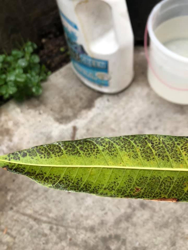 KeoLeaf1