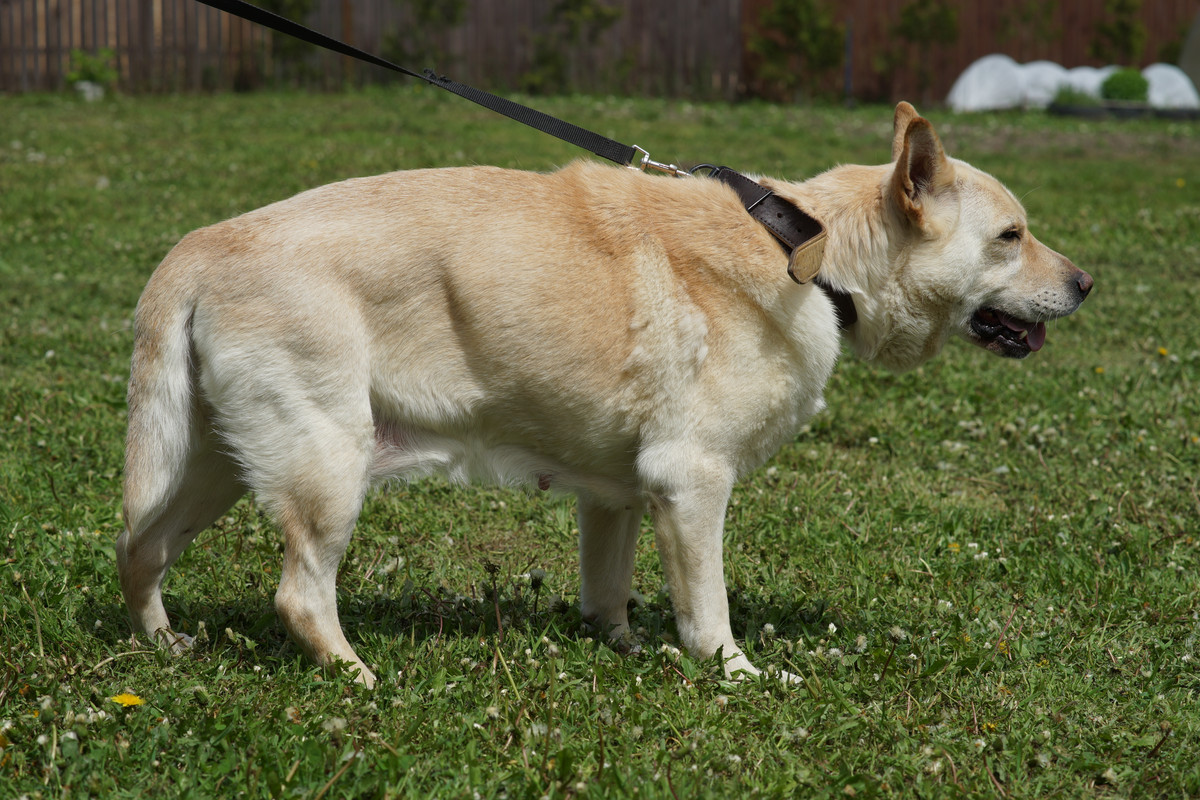 БорисовСобачка (7)