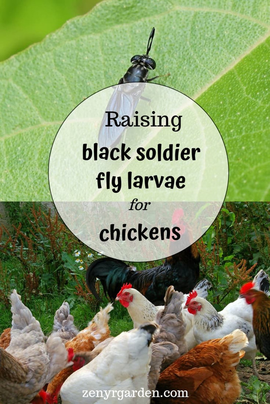 raising-black-soldier-fly-larvae-for-chickens-pin.jpg