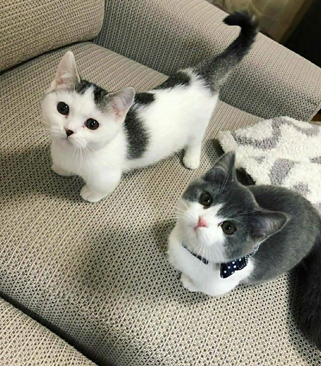 blacknwhitekitties.jpg