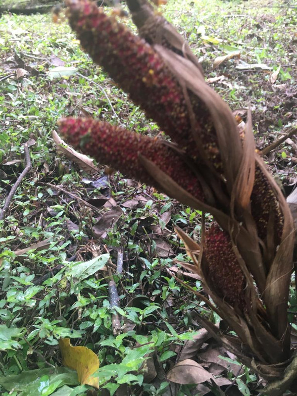 17A6EEE1-77C8-49CC-9EBF-C442C6A572FF