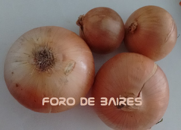 fotocebolla5