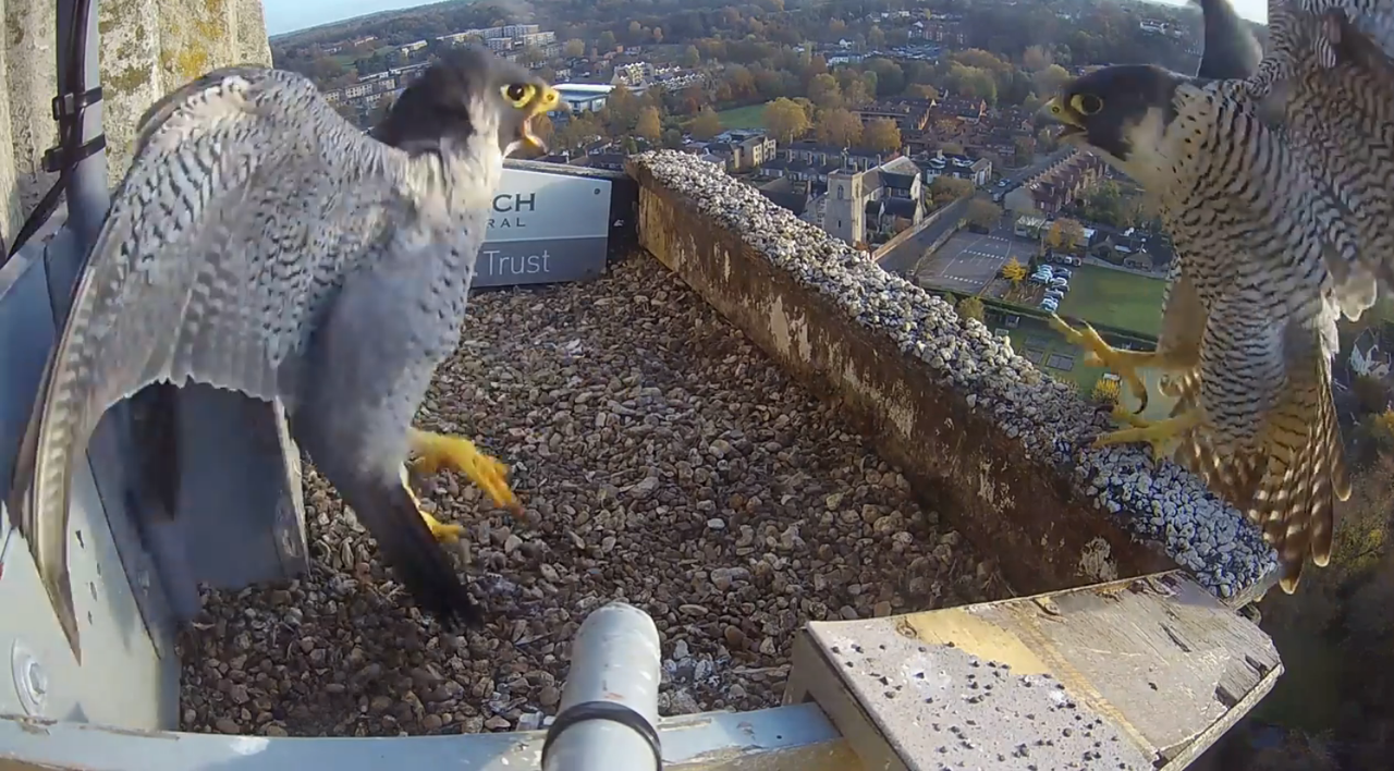 Norwich Peregrines - Pagina 3 2021-11-18-061245