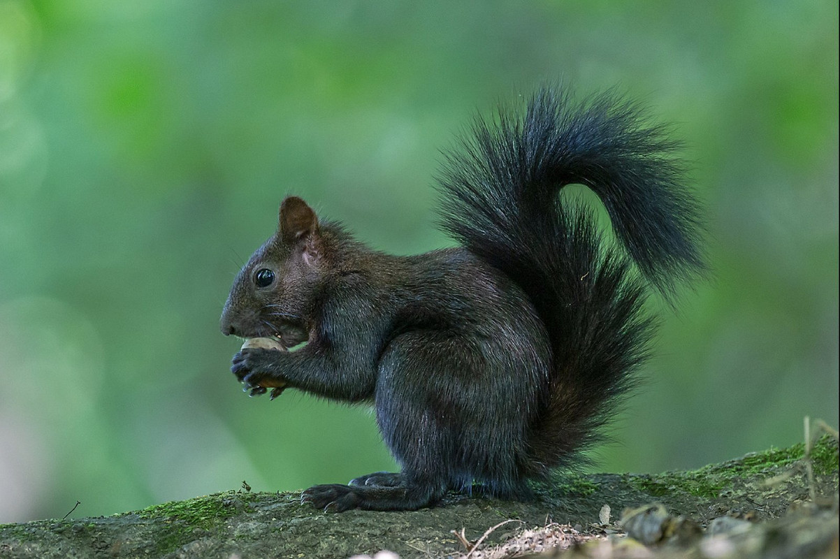 blacknwhite-squirrel.jpg