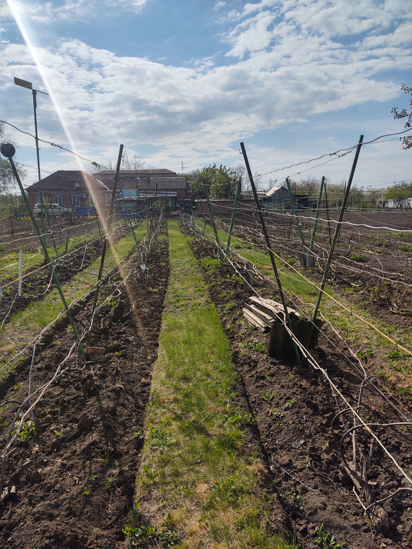 Междурядья