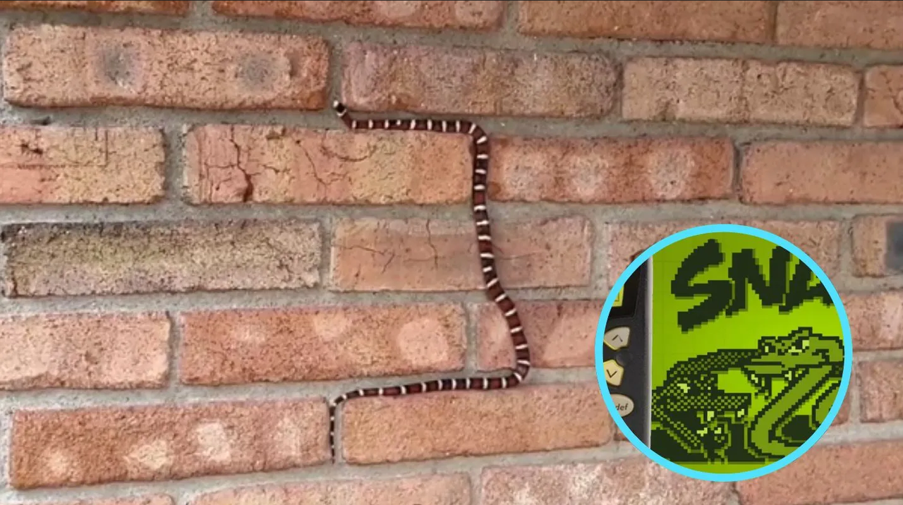 Así se movió esta serpiente, recordó al juego Snake de Nokia