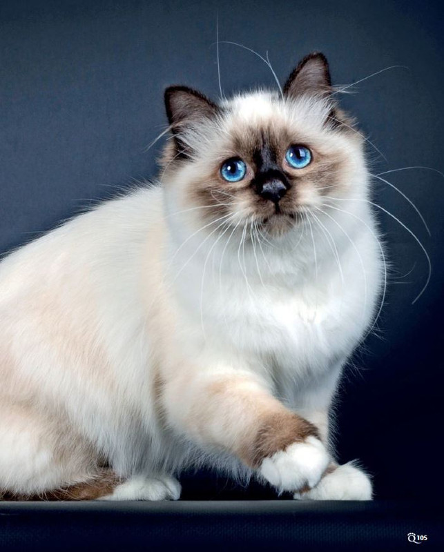 QuattroZampe Set 2022 (10)