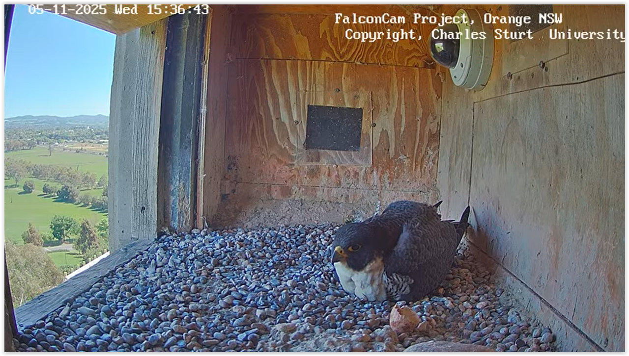 Screen Shot 11 05 25 at 05 37 AM