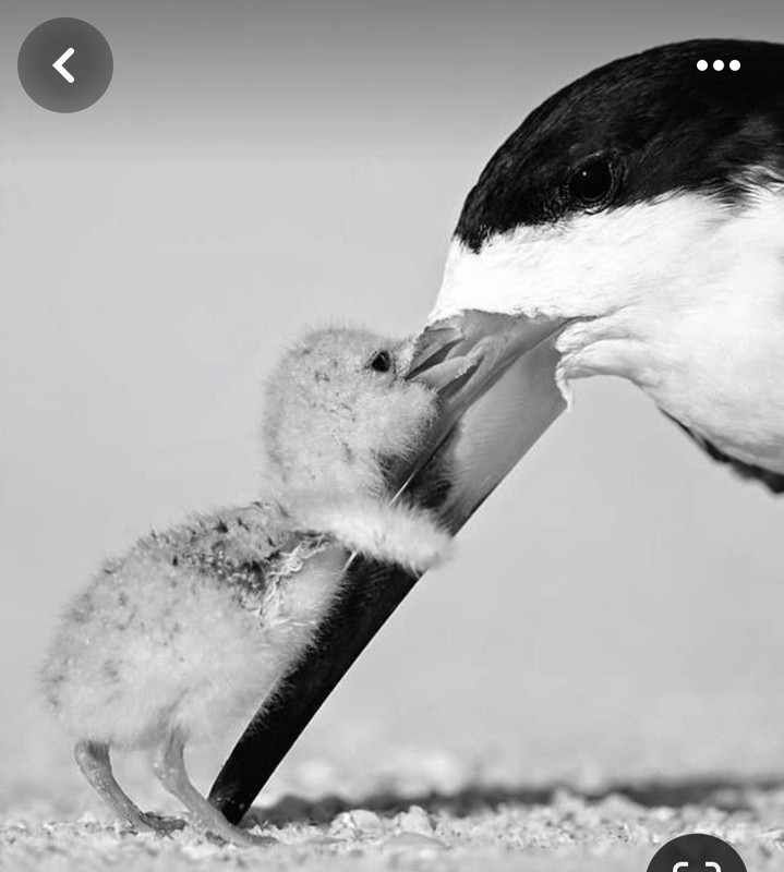 Screenshot_20240329_203501_Pinterest