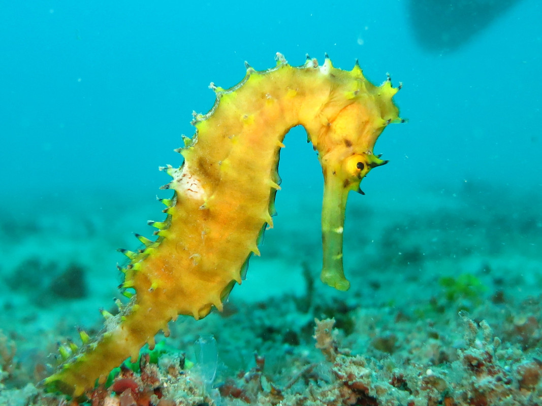 yellow-seahorse.jpg