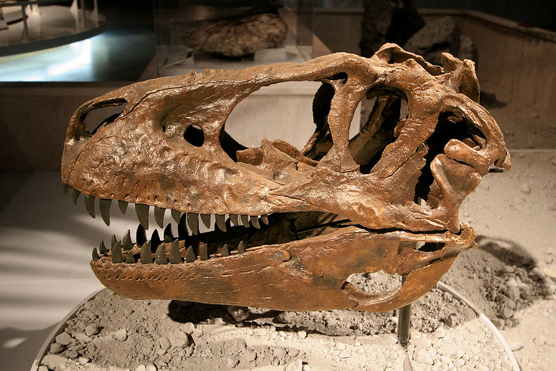 Ilustrasi kerangka dinosaurus gorgosaurus yang baru-baru ini dilelang dengan harga fantastis.