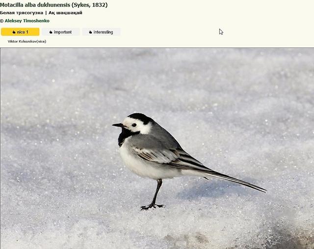 ID Alvéola Alv-ola-siberiana-Motacilla-alba-dukhunensis-6