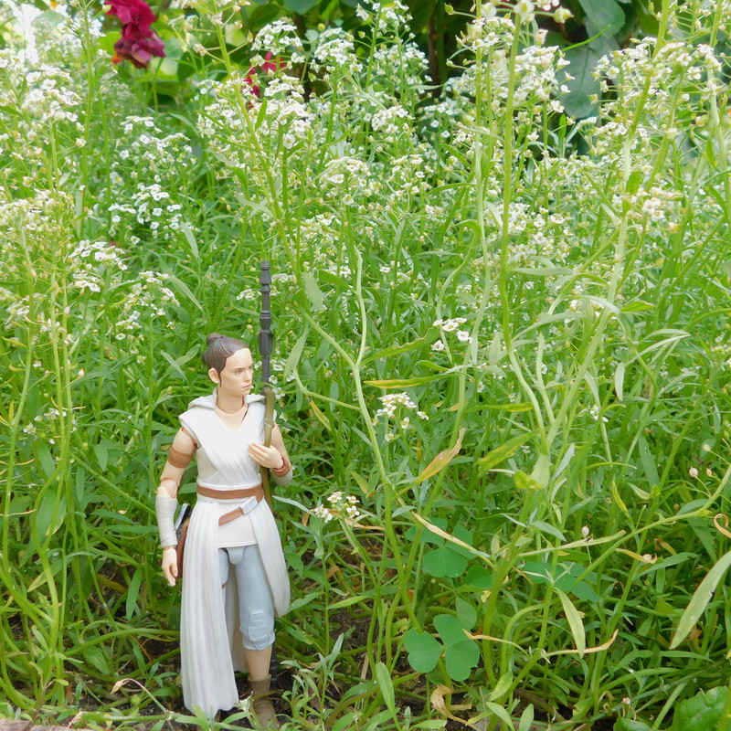 Дачно-Харлинский июнь-июль 2024 201